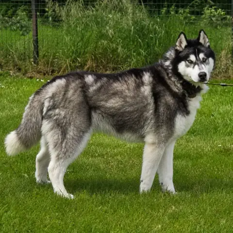 Bojka