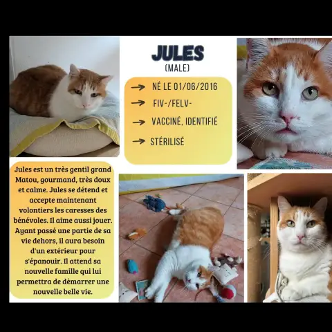 Jules