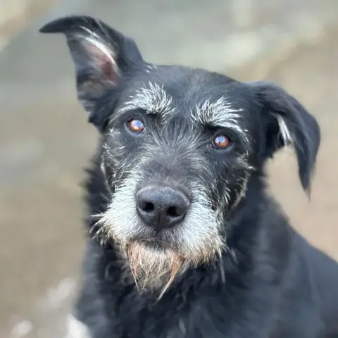 Bandit