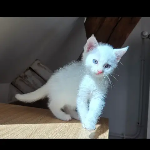 Perle