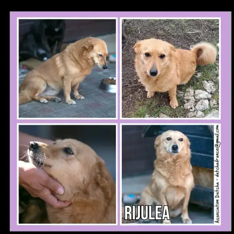 Rijulea