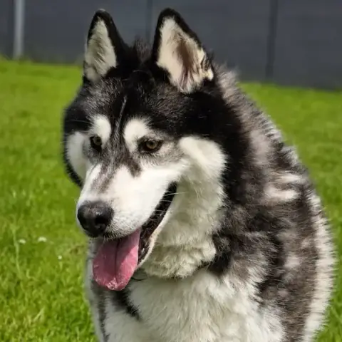 Bojka photo 2
