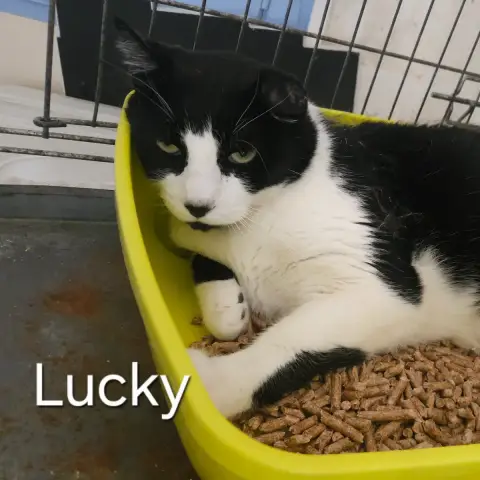 Lucky