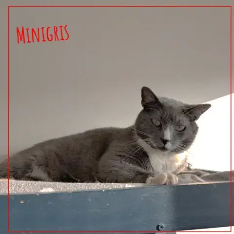Minigris