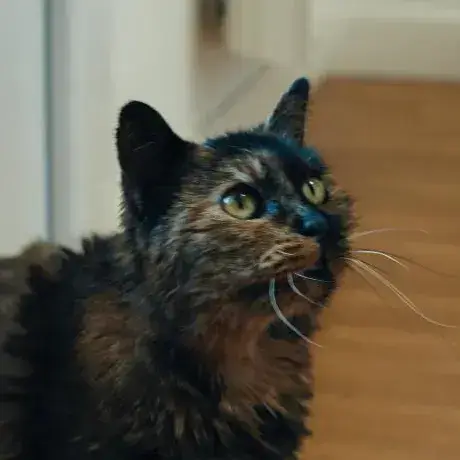 Myrtille