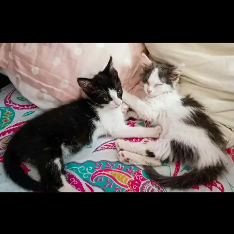 Ceres Et Sirius