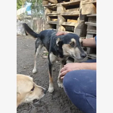 Kovu