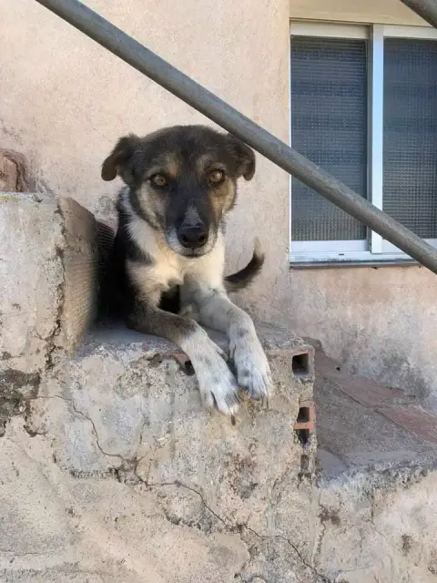 Maya