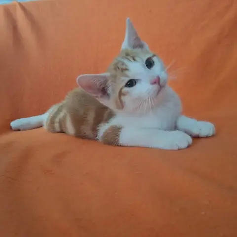 Bébé photo 3