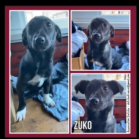 Zuko