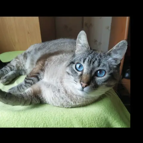 Milo