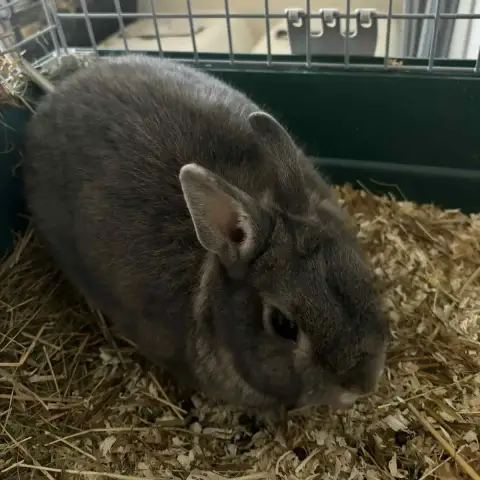 Panpan