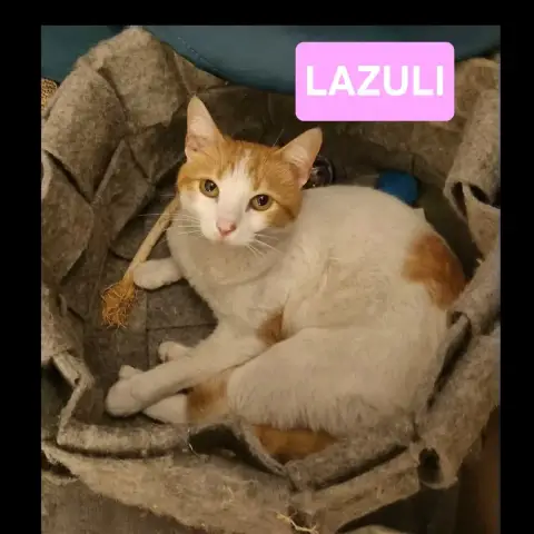 Lazuli