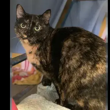 Rosie photo 2