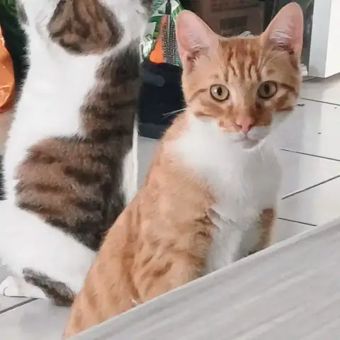 Garfield