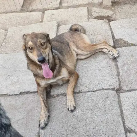 Mocha
