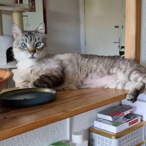 Simba photo 3