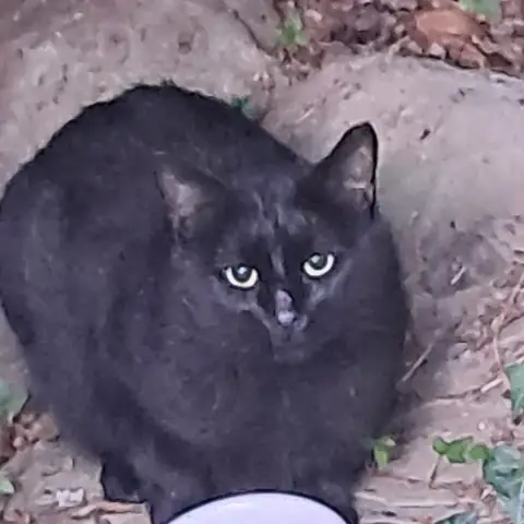 Pépito   À Donner Contre Bons Soins