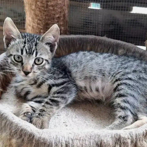 ✨️ Kaï ✨️ 🐱