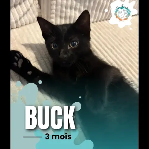 Buck