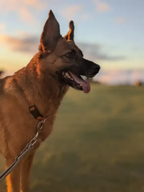 Tyka