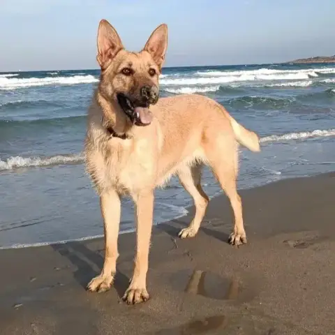 Milka