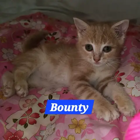 Betty Et Bounty photo 2