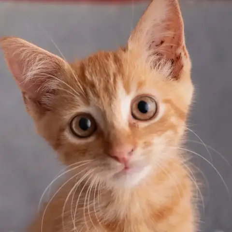 ✨️ Cooper ✨️ 🐱 photo 2
