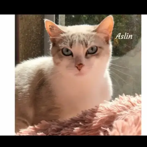 Aslin