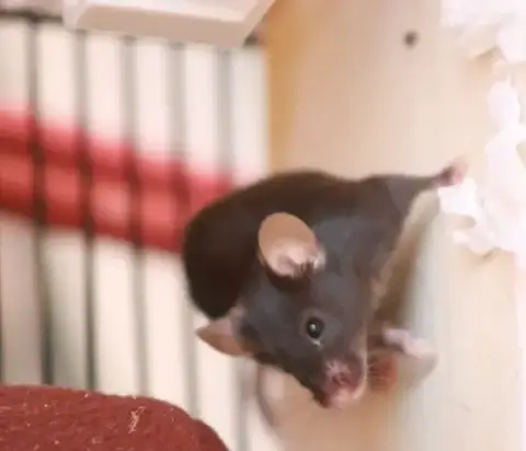 Jeunes Souris F photo 2