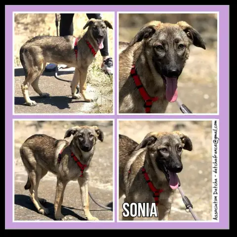 Sonia