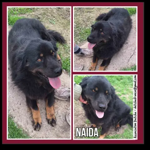 Naida