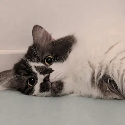 Teo