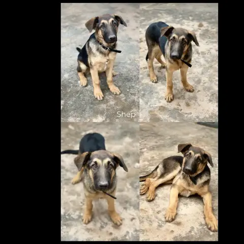 Shep