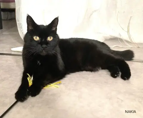 Nakia