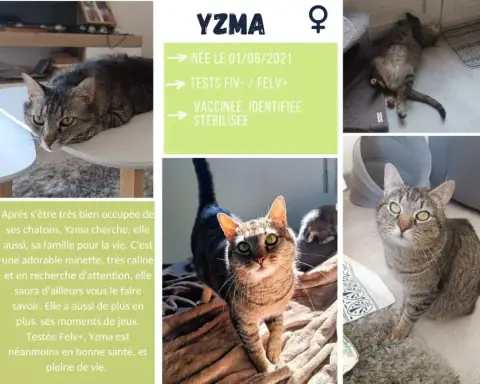 Yzma