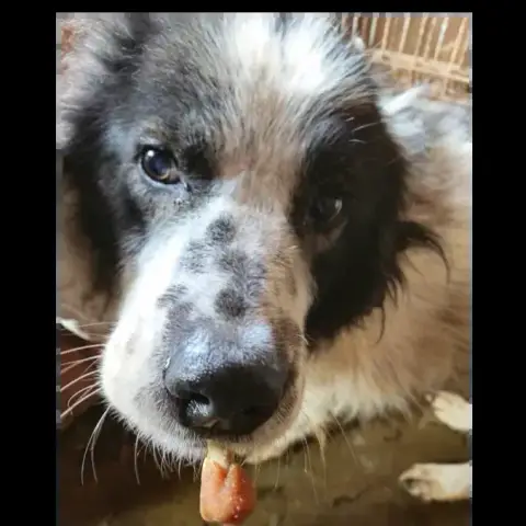 Oreo