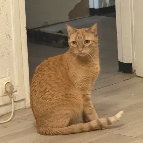 Simba