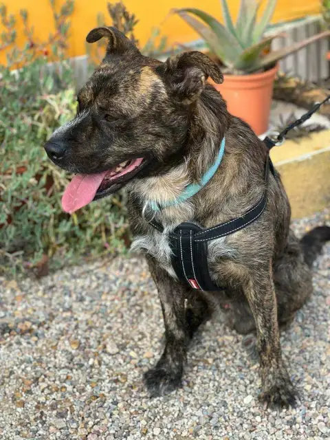 Leo