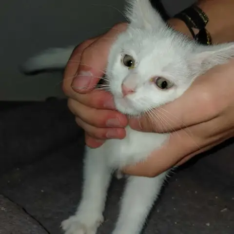 Taika Chaton Blanc