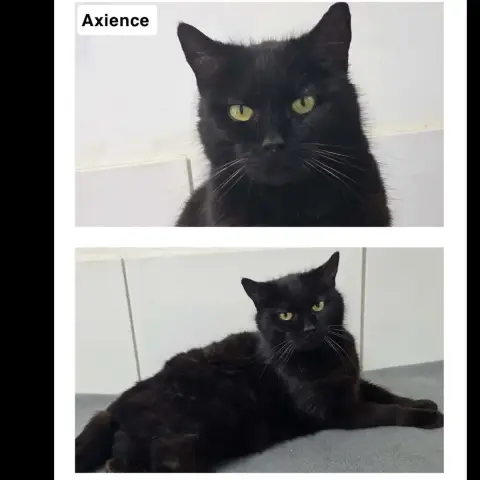 Axience