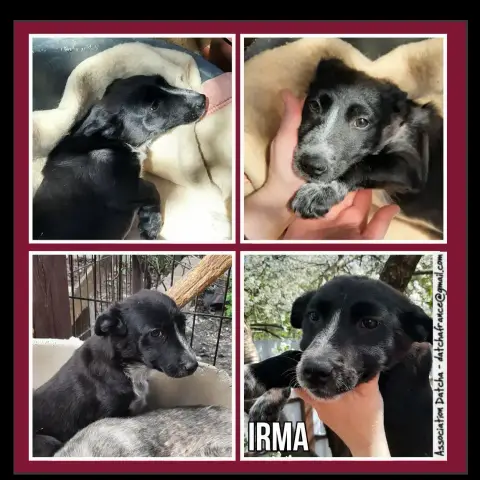 Irma