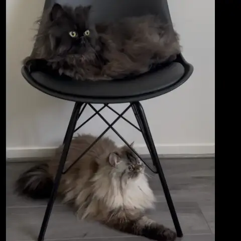 Tchalla Et Yuumi photo 3