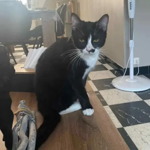 Nala