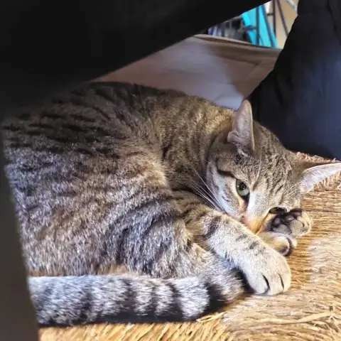 Jiji photo 3