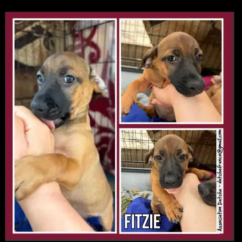 Fitzie