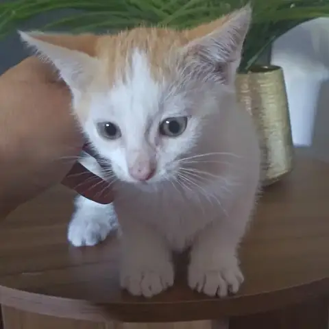Louna