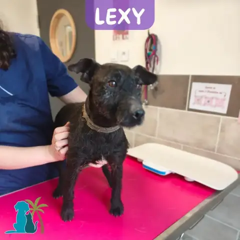 Lexy