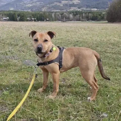 Ava