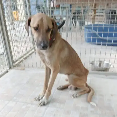 Garel Urgent Svp!!! photo 3